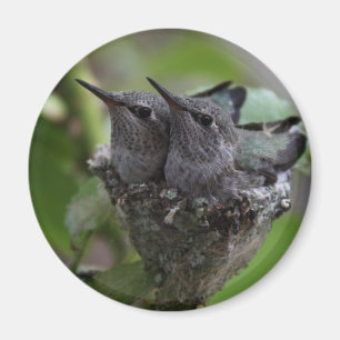 Imán Fotografía de Hummingbirds Adorable