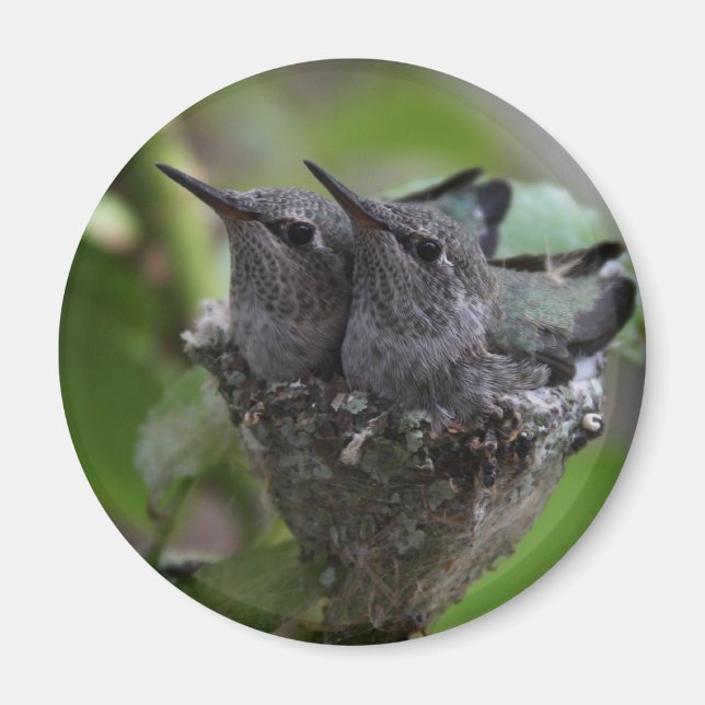 Imán Fotografía de Hummingbirds Adorable (Frente)