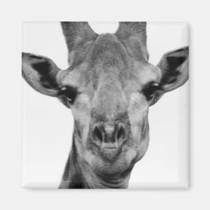 Imán Fotografía de jirafa en blanco y negro