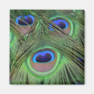 Imán Fotografía de Kauai Peacock Feathers