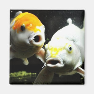 Imán Fotografía de Koi