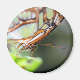 Imán Fotografía de la cara de una mariposa en la natura