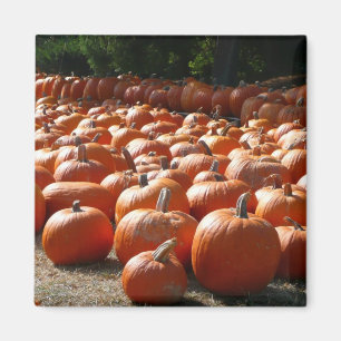 Imán Fotografía de la cosecha de otoño en el parche de