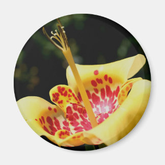 Imán Fotografía de la flor de lirio con manchas amarill