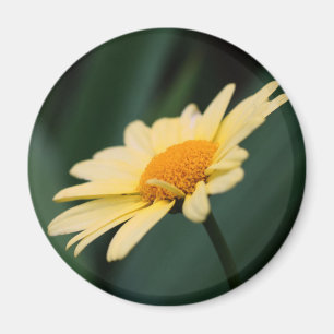 Imán Fotografía de la flor gloriosa Daisy