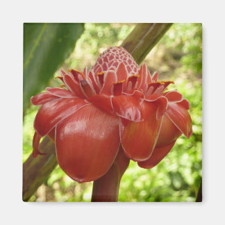 Imán Fotografía de la Flor Tropical del jengibre de la