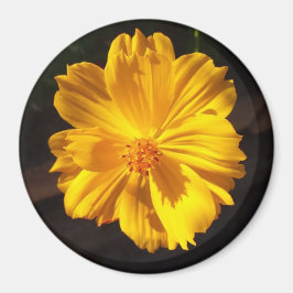 Imán Fotografía de la macro Flor de Oro