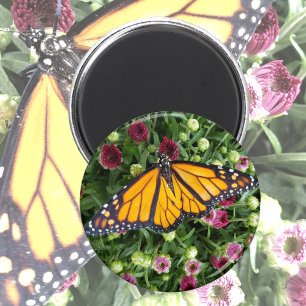 Imán Fotografía de la mariposa monarca