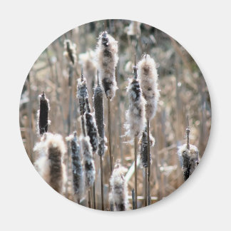 Imán Fotografía de la naturaleza de eneas desvanecidas