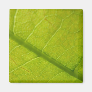 Imán Fotografía de la naturaleza de la hoja verde