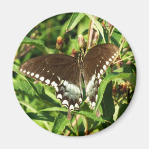 Imán Fotografía de la Naturaleza de la Mariposa Cola de