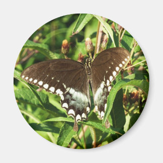 Imán Fotografía de la naturaleza de la mariposa de cola