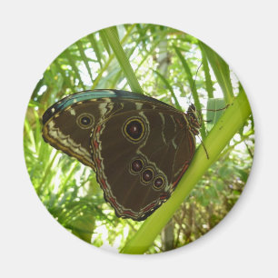 Imán Fotografía de la naturaleza de la mariposa morfa a