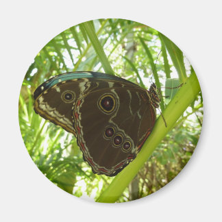 Imán Fotografía de la naturaleza de la mariposa morfa a