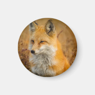 Imán Fotografía de la Naturaleza de la Naturaleza de la