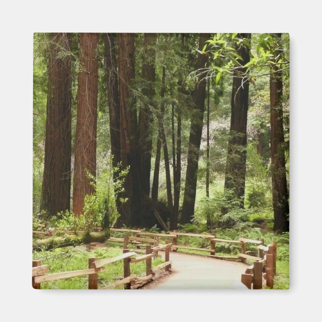 Imán Fotografía de la naturaleza de Muir Woods Path I (Frente)