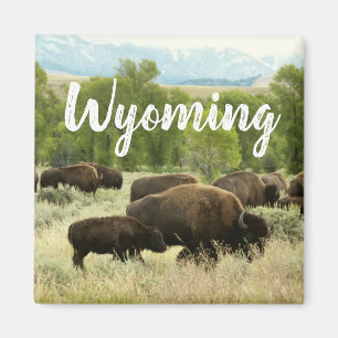 Imán Fotografía de la naturaleza del bisonte de Wyoming