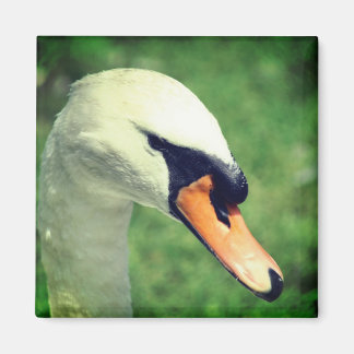 Imán Fotografía de la naturaleza del cisne blanco regio