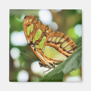 Imán Fotografía de la naturaleza observando mariposas