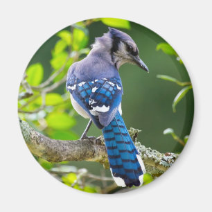Imán Fotografía de la naturaleza Regalos de Jay Shy Blu