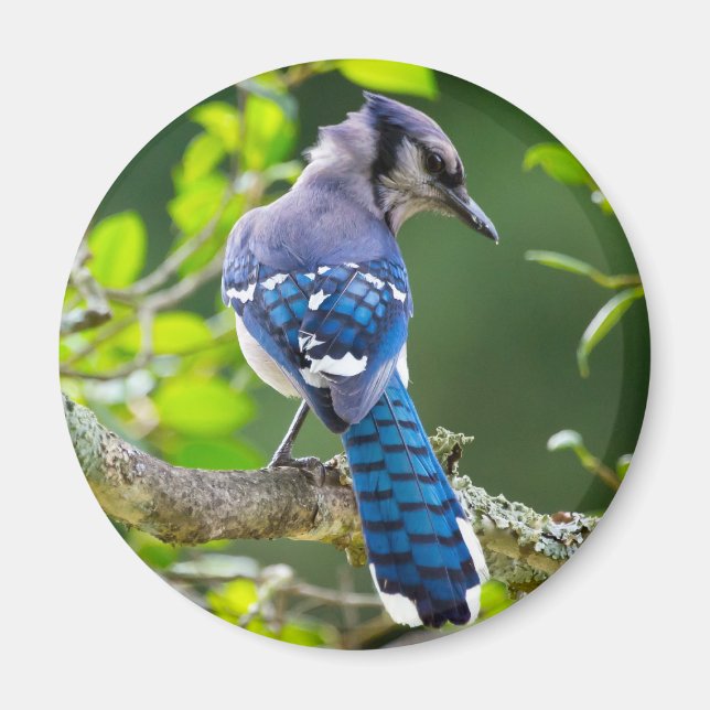 Imán Fotografía de la naturaleza Regalos de Jay Shy Blu (Frente)