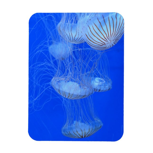 IMÁN FOTOGRAFÍA DE LA VIDA ACUÁTICA DEL OCÉANO AZUL JEL (Vertical)