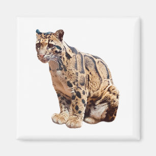 Imán fotografía de leopardo nublado selva gran gato ani