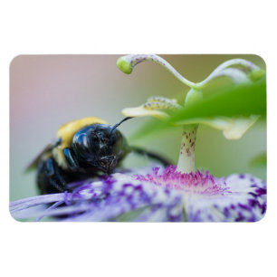 Imán Fotografía de macro Bumble Bee