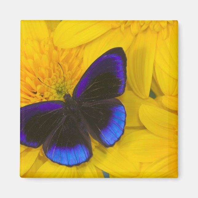 Imán Fotografía de Mariposa (Frente)