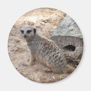 Imán Fotografía de Meerkat contra troncos y arena