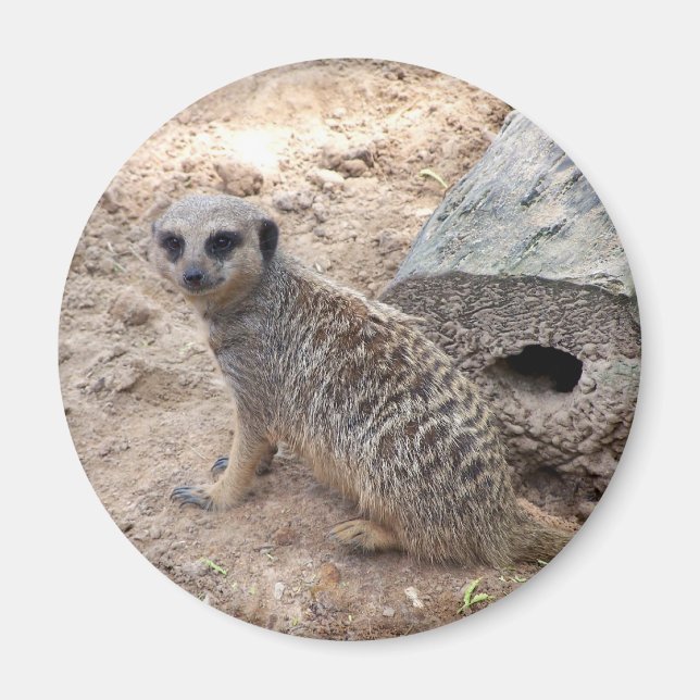 Imán Fotografía de Meerkat contra troncos y arena (Frente)