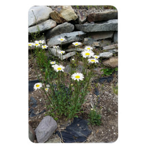Imán Fotografía de Montana Wild Daisies Flowers Nature