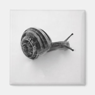 Imán Fotografía de Naturaleza de Caracol de Jardín