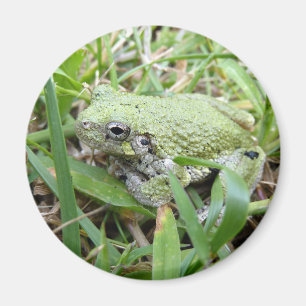 Imán Fotografía de Naturaleza de la Rana Arbolícola Gri