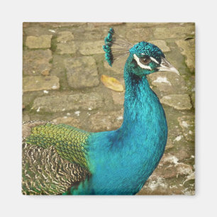 Imán Fotografía de Naturaleza Hermosa Pavo Real