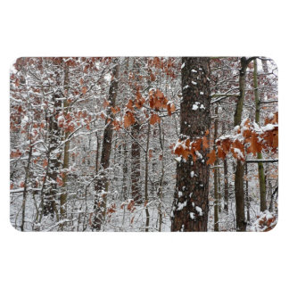 Imán Fotografía de naturaleza invernal de robles cubier