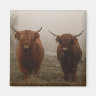 Imán Fotografía de niebla bovina en la región montañ