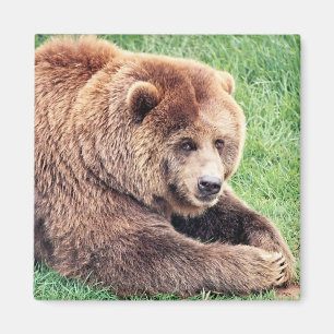 Imán Fotografía de Oso Marrón Cuerdo