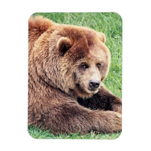 Imán Fotografía de Oso Marrón Cuerdo