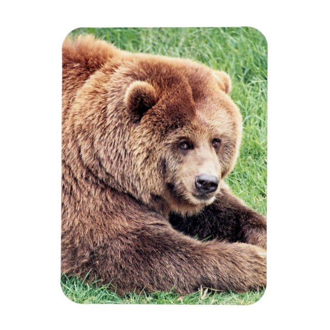Imán Fotografía de Oso Marrón Cuerdo (Vertical)