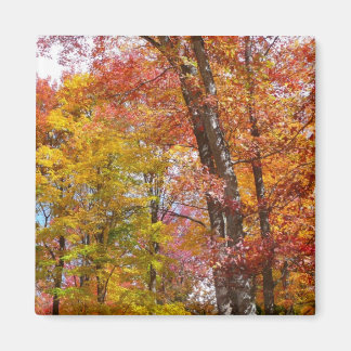 Imán Fotografía de otoño de árboles caídos naranjas y a