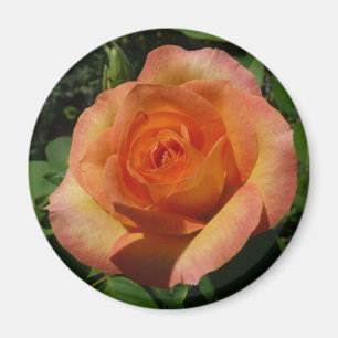Imán Fotografía de Peach Rosa Naranja Floral
