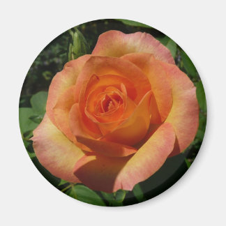 Imán Fotografía de Peach Rosa Naranja Floral