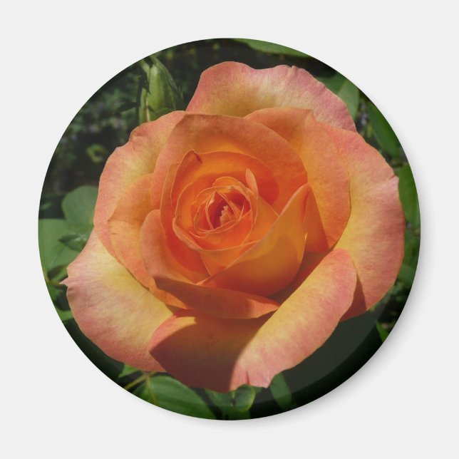 Imán Fotografía de Peach Rosa Naranja Floral (Frente)