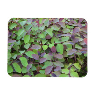 Imán Fotografía de ramas de hojas rojas y verdes