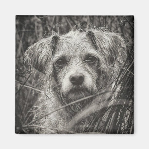 Imán Fotografía de retrato blanco y negro de cachorro s