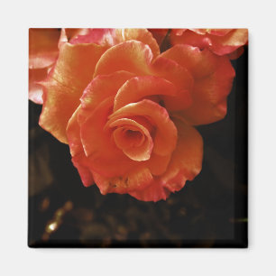Imán Fotografía de rosa naranja vibrante