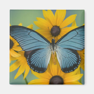 Imán Fotografía de Sammamish Washington de Mariposa