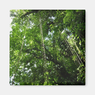 Imán Fotografía de selva tropical de jungle Ropes