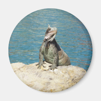 Imán Fotografía de vida salvaje tropical de Iguana en S